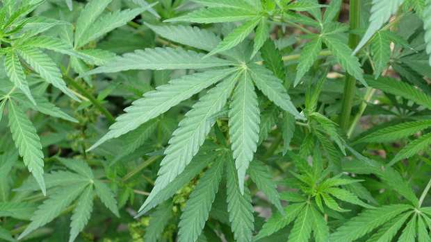 GOP Lawmaker: End Federal Marijuana Prohibition Promo Image