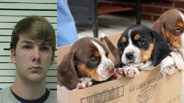Teens Arrested After Police Find Out What They Did To Puppies Promo Image