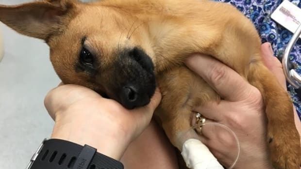 Police Arrest Owners Of Dog That Overdosed On Heroin (Photos) Promo Image
