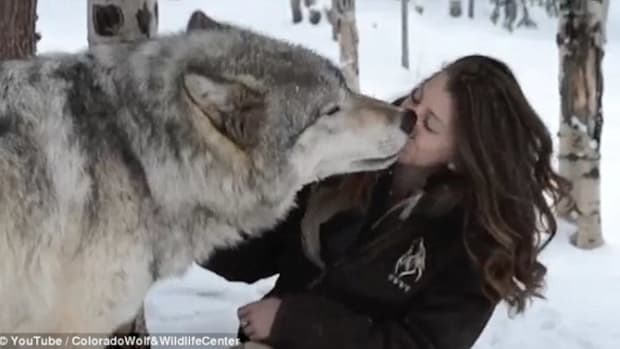 Gigantic Wolf Sits Beside Woman, But Watch What Happens When They Make Eye Contact Promo Image