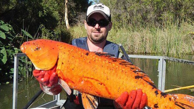 Here's Why Dumping Goldfish In The Wild Is A Bad Idea Promo Image