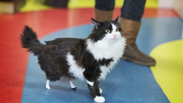Cat Walks For The First Time On New Bionic Legs (Video) Promo Image