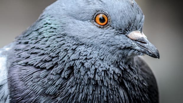 Police Catch Pigeon Smuggling Drugs Promo Image