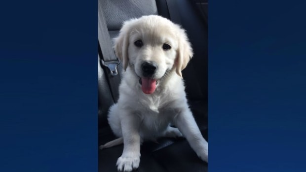 Puppy Stolen From Yard Raises 'Pet Flipping' Concerns Promo Image