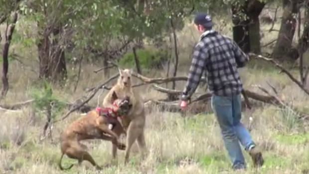 Man Punches Kangaroo To Save Dog (Video) Promo Image