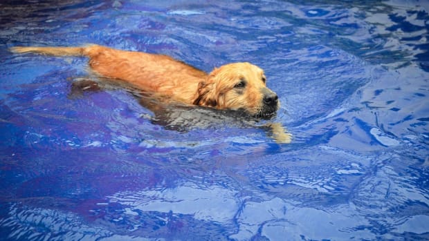 Dog Can't Wait To Jump In New Pool (Video) Promo Image