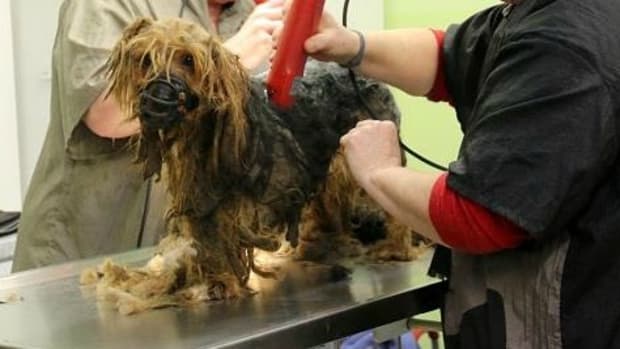 German Animal Shelter Shocked By Rescue Operation Find Promo Image
