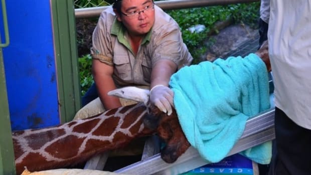 Giraffe Dies Of Anxiety During Transport Promo Image