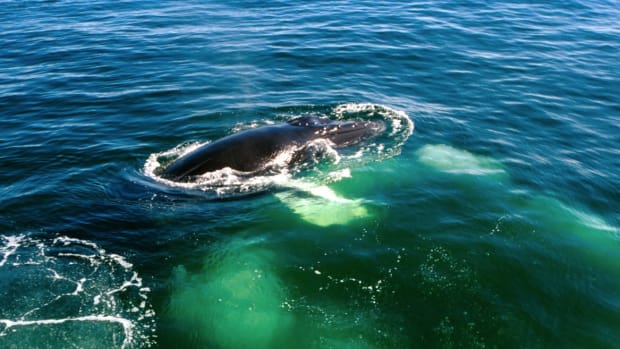 Sailor Jumps From Tanker To Help Whale Stuck In Net (Video) Promo Image