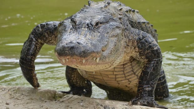 Disney Warns: People Could Become 'Alligator Food' Promo Image