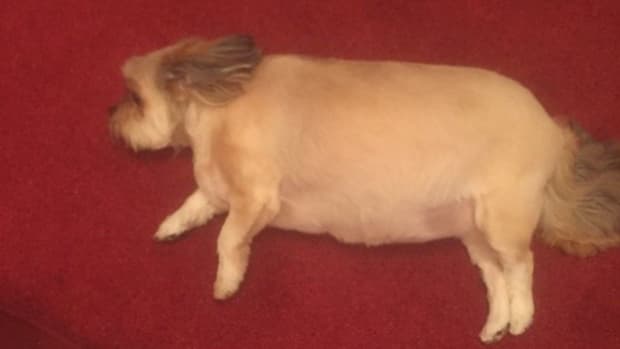 Dog Goes Into Coma After Eating Entire Turkey (Photos) Promo Image