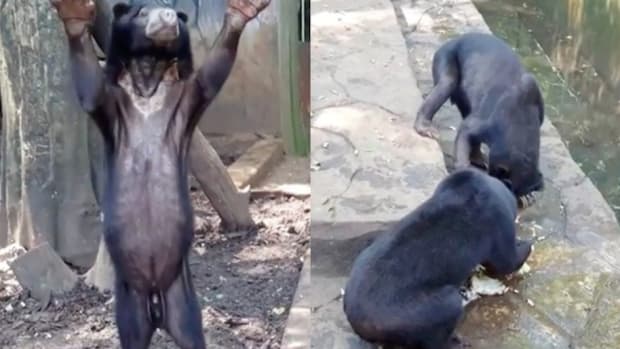 Starving Bears Beg For Food In Zoo (Video) Promo Image