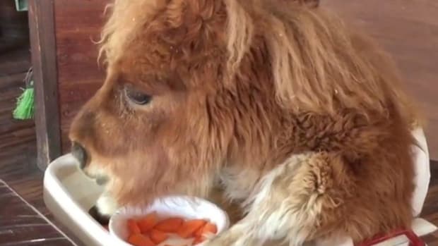 Farm Sparks Outrage With Clip Of Horse In High Chair (Video) Promo Image