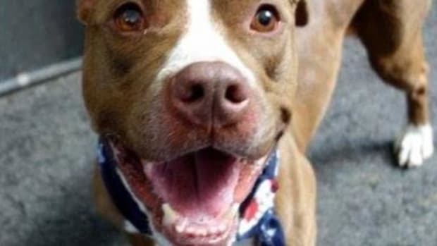 Just 22 Minutes After Rescuing This Pit Bull, A Family's Happiness Turns To Horror Promo Image