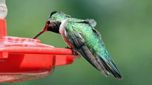 Man Goes Out Of His Way To Warm Cold Humming Birds (Video) Promo Image