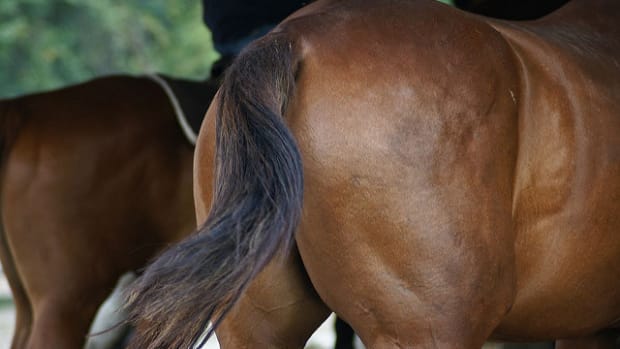 This Horse Has An Itch Only A Human Can Scratch (Video) Promo Image