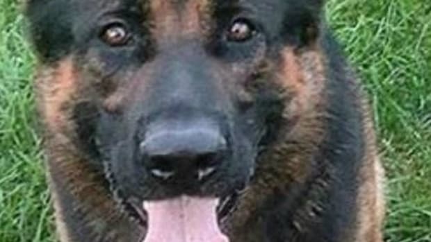 Man Gets 34 Years In Prison For Killing Dog Promo Image