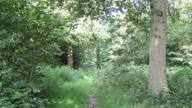 British Man Emerges After Hiding In Forest For 10 Years (Photos) Promo Image