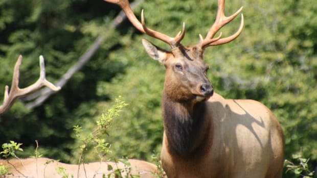 Teen Who Shot Elk Faces Controversy Online (Photo) Promo Image