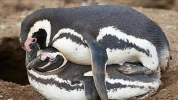 Photos Of Mating Penguins Spark Controversy After People Notice Something About Them; Do You See It? Promo Image