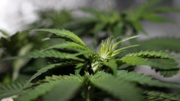 New Jersey May Legalize Marijuana Promo Image