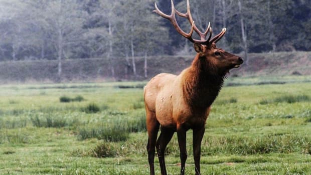 Teen Girl Criticized For Shooting Elk By Mistake Promo Image
