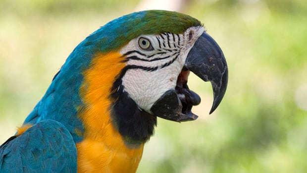 Police Respond To Woman Screaming For Help, Find Parrot (Photo) Promo Image