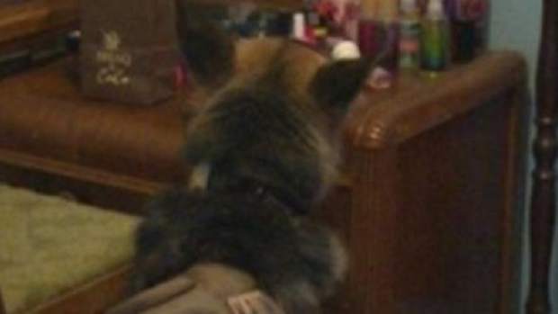 Parents Get K9 Dog To Sniff Out Weed In Son's Room - Discover Something Far Worse Instead Promo Image