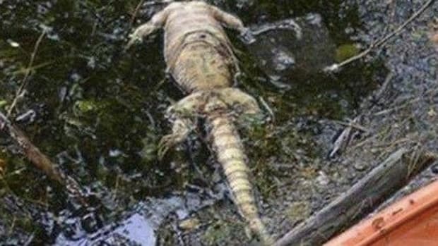 Woman Thinks She Found Alligator, Quickly Realizes What She's Actually Looking At Promo Image
