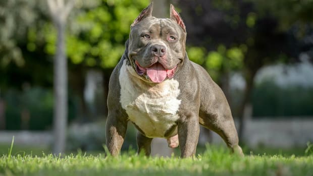 Toddler Mauled By American Bully Dogs, Injured For Life (Photos) Promo Image