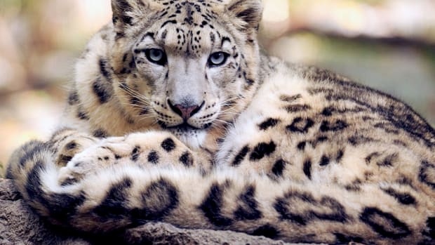 Snow Leopard Downgraded From Endangered To Vulnerable Promo Image