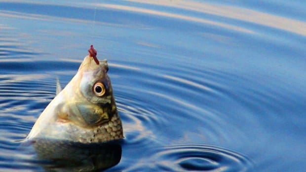Fisherman Makes Shocking Discovery Inside Fish (Video) Promo Image