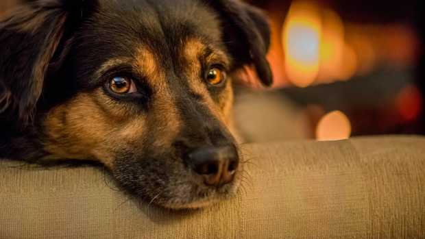 Man Caught Roasting Dog Over Fire (Photos) Promo Image