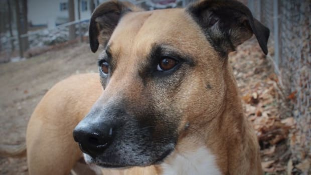 Dog Survives After Being Left To Die In Backyard (Photos) Promo Image