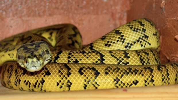 Snake Catcher Dies After Being Strangled By Python Promo Image