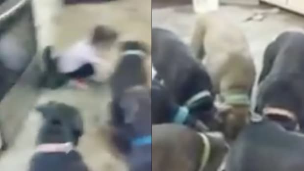 Parents Leave 4-Year-Old Girl With Pack Of Pit Bulls, Pit Bulls Rush In And... (Video) Promo Image