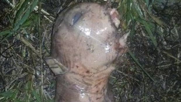 Woman Hears Scream From Backyard, Investigates And Finds Mysterious 'Alien' (Photos) Promo Image