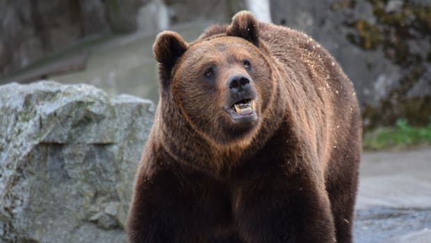 Bear Kills Child In Russia (Photos) Promo Image