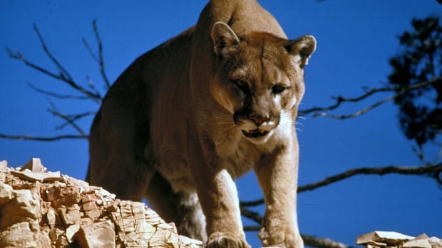 TV Personality Sparks Outrage After Killing Cougar (Photo) Promo Image