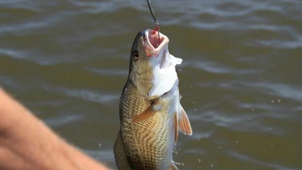 Animal Rights Group Liberates Tilapia At Florida Lake (Video) Promo Image