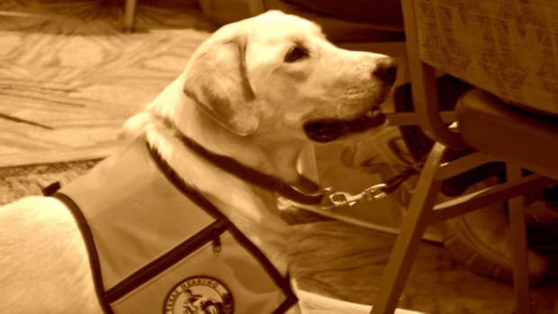 Blind Woman, Service Dog Told To Sit In Back Of Church (Video) Promo Image