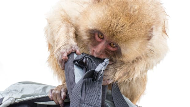Florida Man Is Injured Chasing Monkey Who Stole His Hat Promo Image