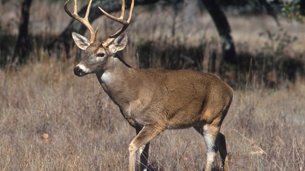 Chronic Wasting Disease Could Change Deer Hunting Promo Image