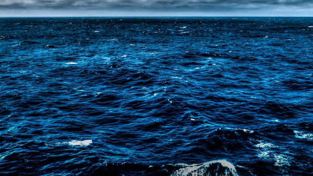 Rare Glowing Sharks Found (Photos) Promo Image