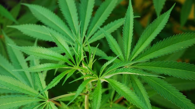 Marijuana Decriminalized In New Hampshire Promo Image