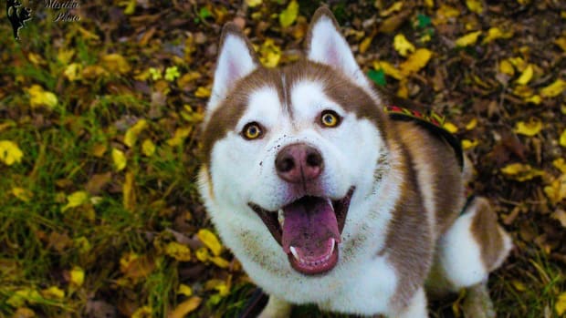 Dog Dies After Visit To PetSmart Promo Image