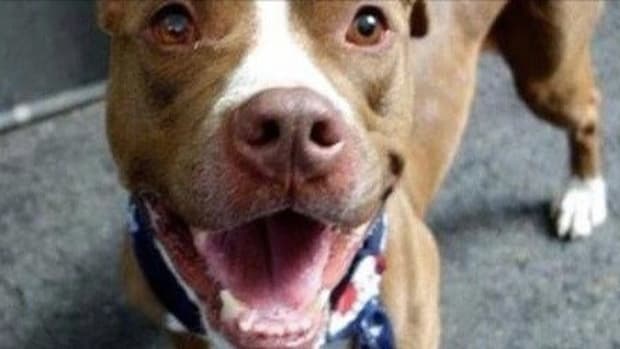 Less Than 30 Minutes After Adopting This Pit Bull, Family's Happiness Turns To Horror Promo Image
