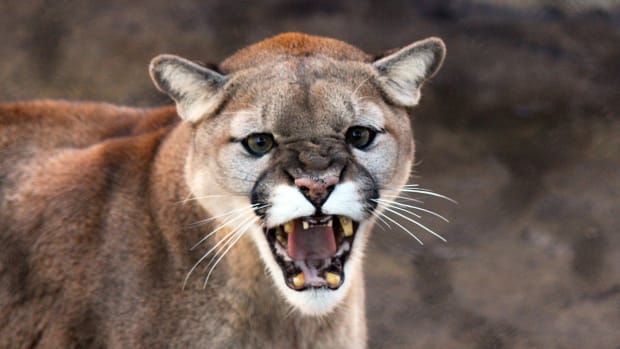 Dead Cougar Discovered In Airport Luggage Promo Image
