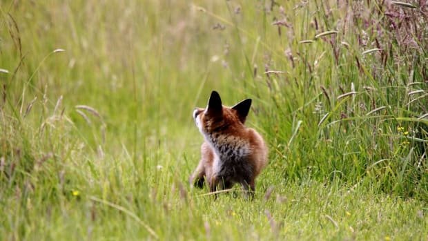 Man Rescues Fox Cubs From Trash (Photos) Promo Image