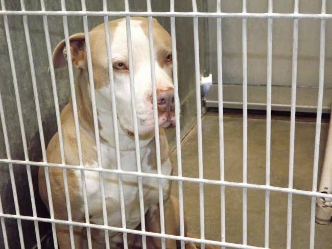 Dog Attack 2 Cane Corsos Kill Jogger Owners May Face